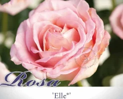 Rosa 'Elle'