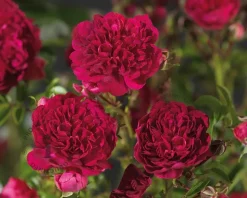 Rosa 'Excelsa' - op stam