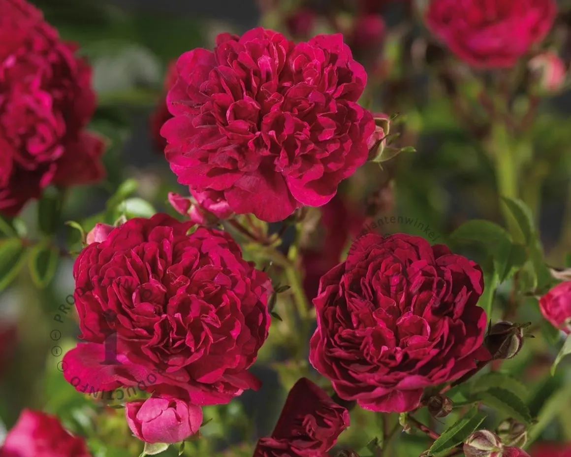 Rosa 'Excelsa' - op stam