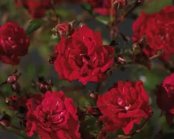 Rosa 'Fairy King'