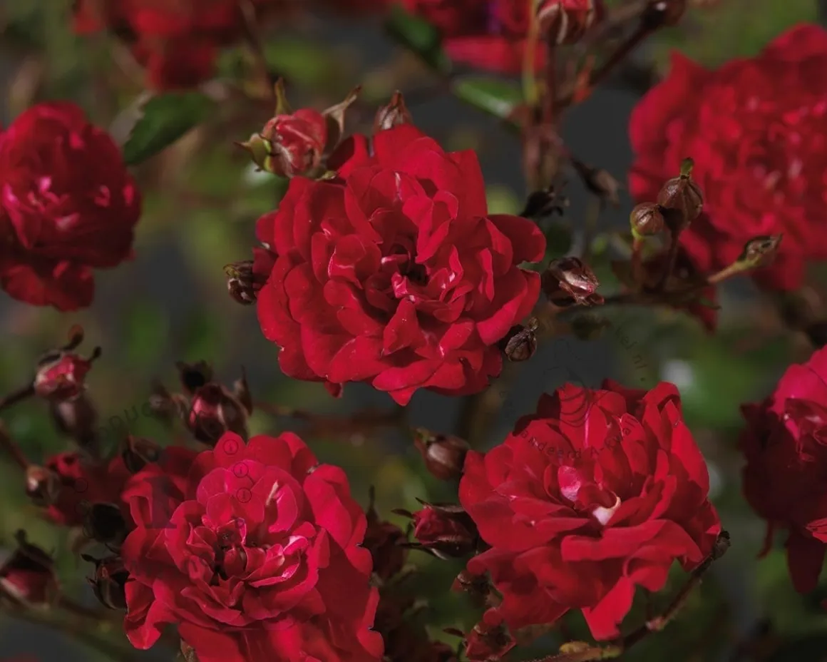 Rosa 'Fairy King'