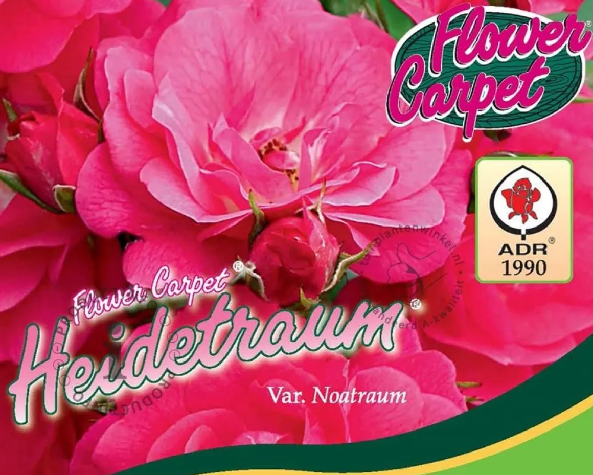 Rosa Flower Carpet 'Heidetraum'