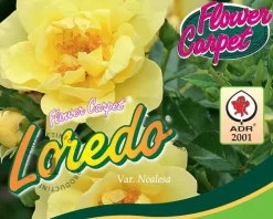 Rosa Flower Carpet 'Loredo'