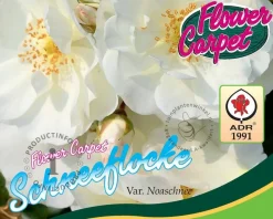 Rosa Flower Carpet 'Schneeflocke' - op stam