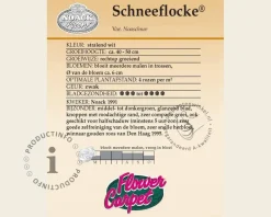 Rosa Flower Carpet 'Schneeflocke' - op stam