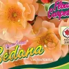 Rosa Flower Carpet 'Sedana'