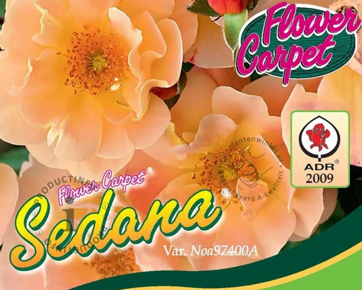 Rosa Flower Carpet 'Sedana' - op stam