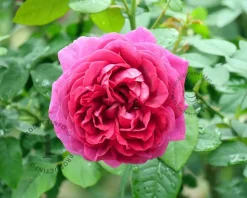 Rosa 'Fraulein Maria'