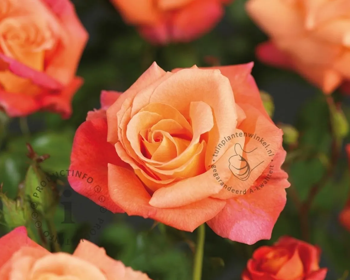 Rosa 'Freisinger Morgenröte'