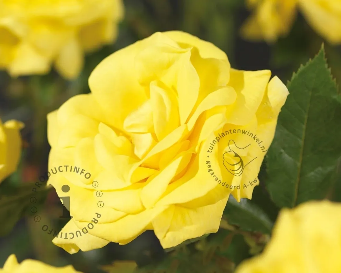 Rosa 'Friesia'