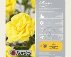 Rosa 'Friesia' - op stam