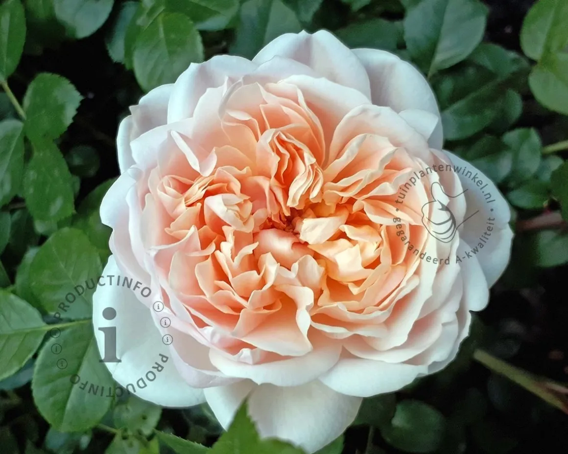 Rosa 'Garden of Roses'