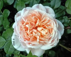 Rosa 'Garden of Roses' - op stam