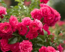 Rosa 'Gartnerfreude'