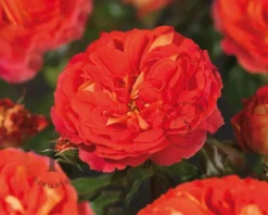 Rosa 'Gebrüder Grimm'