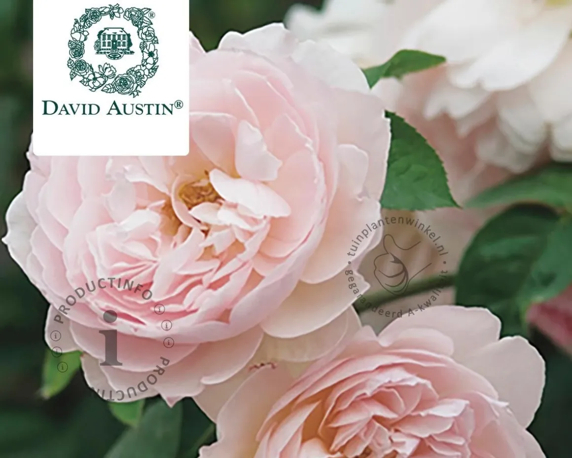 Rosa 'Gentle Hermione'