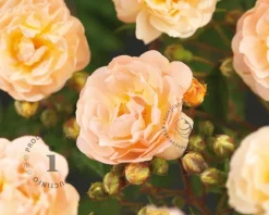Rosa 'Ghislaine de Féligonde' - op stam
