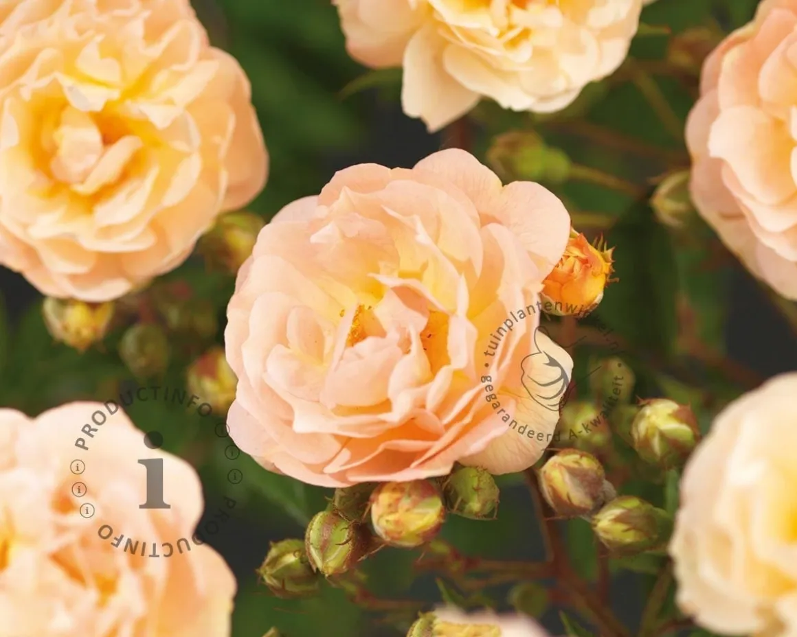 Rosa 'Ghislaine de Féligonde' - op stam