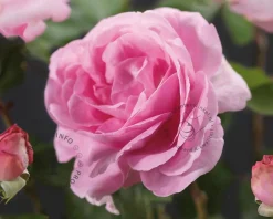 Rosa 'Ghita' (Renaissance)
