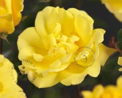Rosa 'Golden Showers'