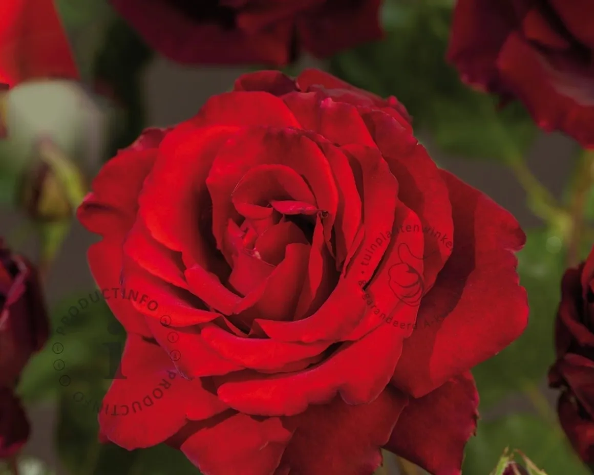 Rosa 'Graaf Lennart'