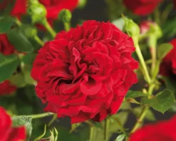 Rosa 'Grand Award'