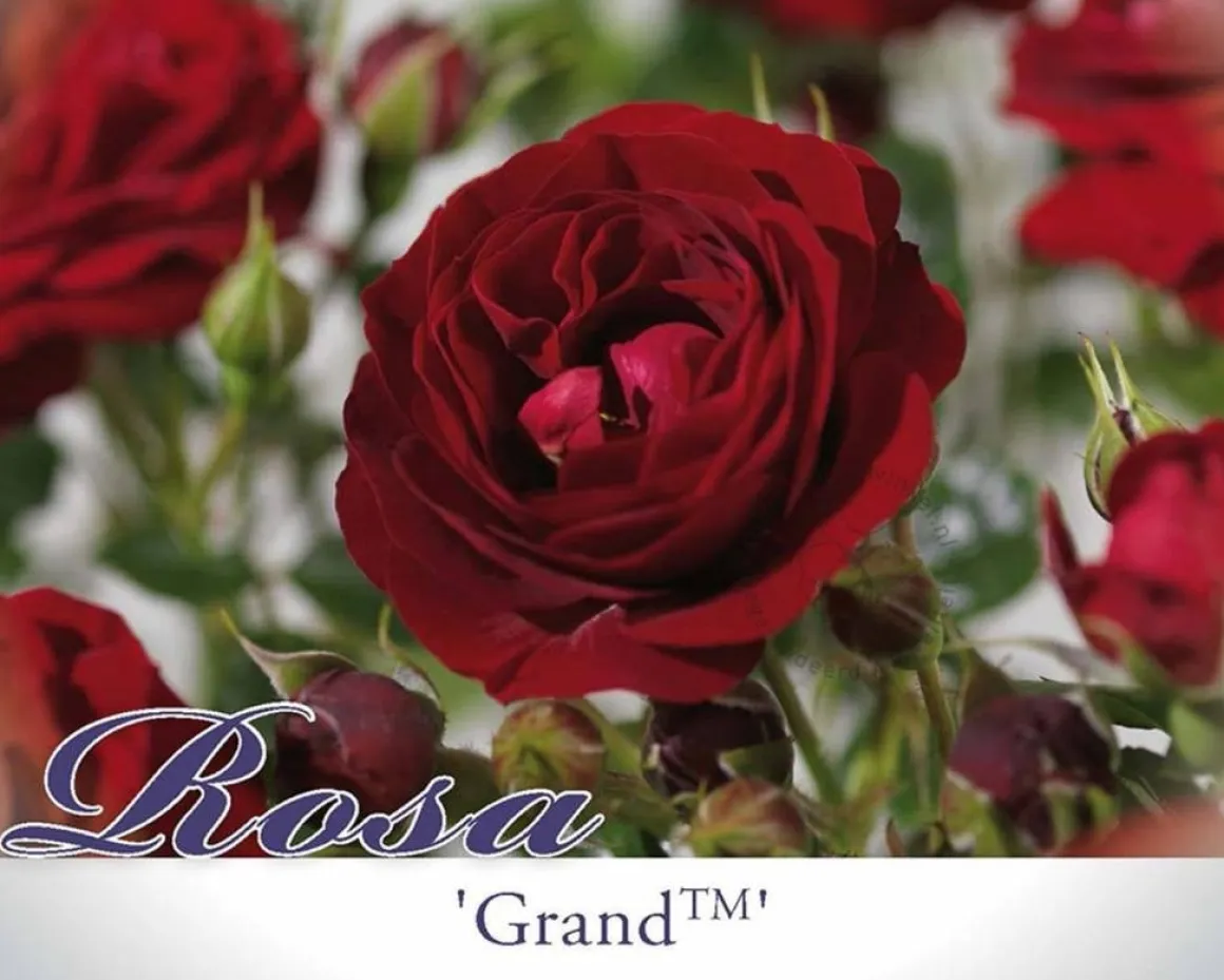 Rosa 'Grand Palace' - op stam