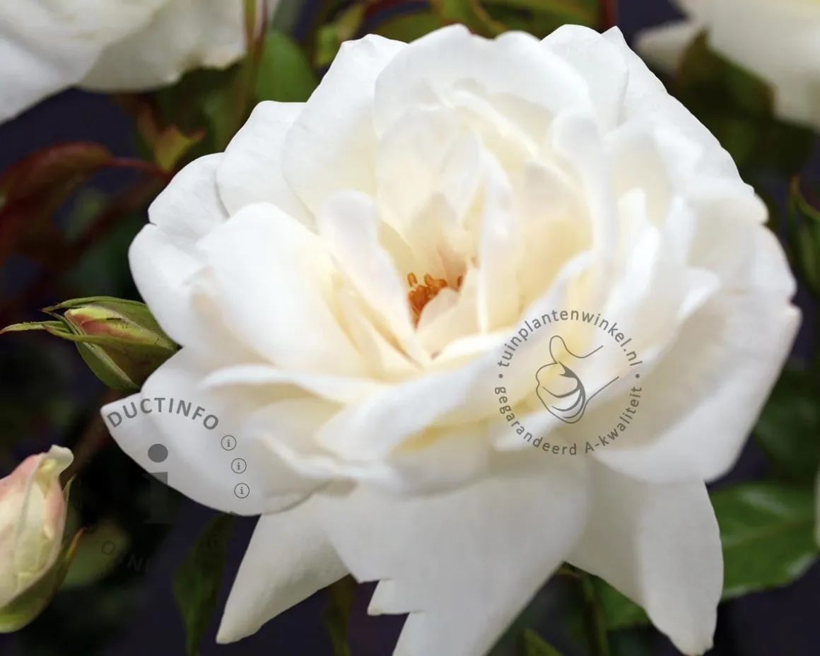 Rosa 'Helga'