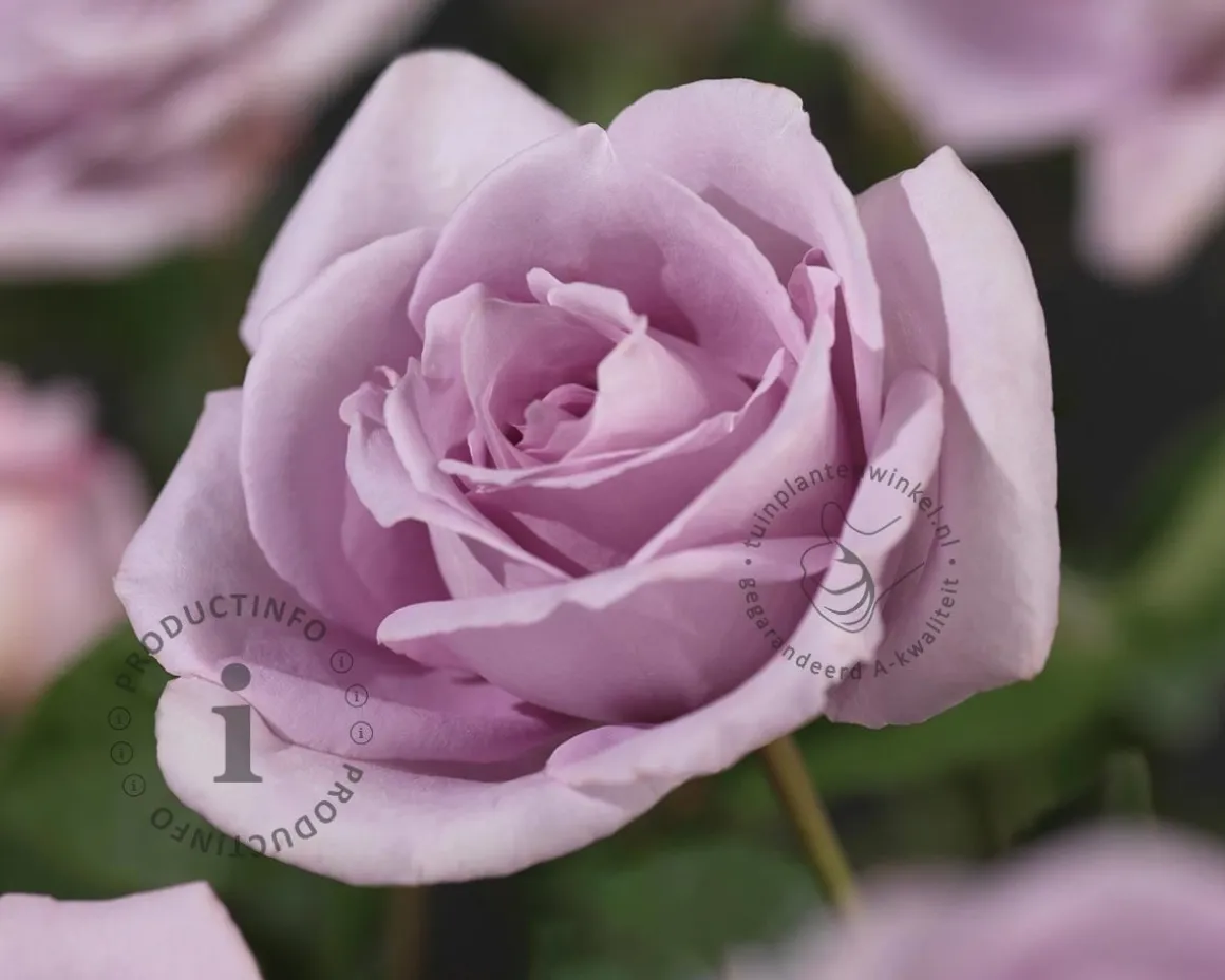 Rosa 'Indigoletta'