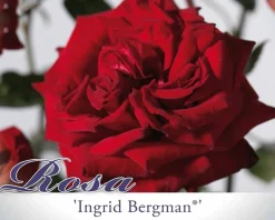 Rosa 'Ingrid Bergman' - op stam