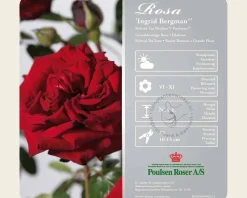 Rosa 'Ingrid Bergman' - op stam