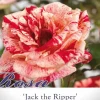 Rosa 'Jack the Ripper'