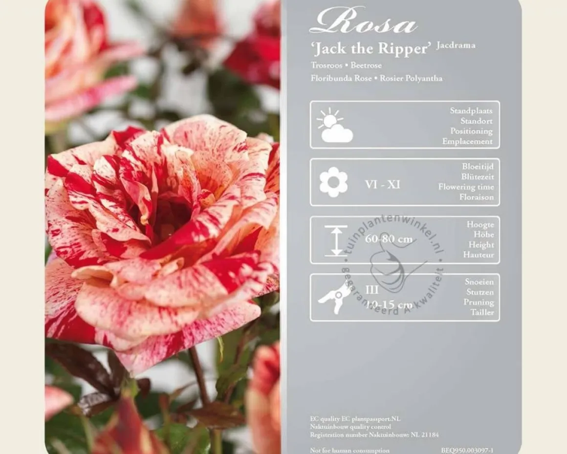Rosa 'Jack the Ripper'