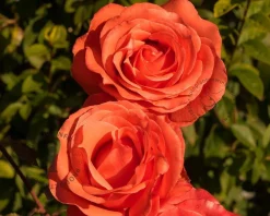 Rosa 'Jive'