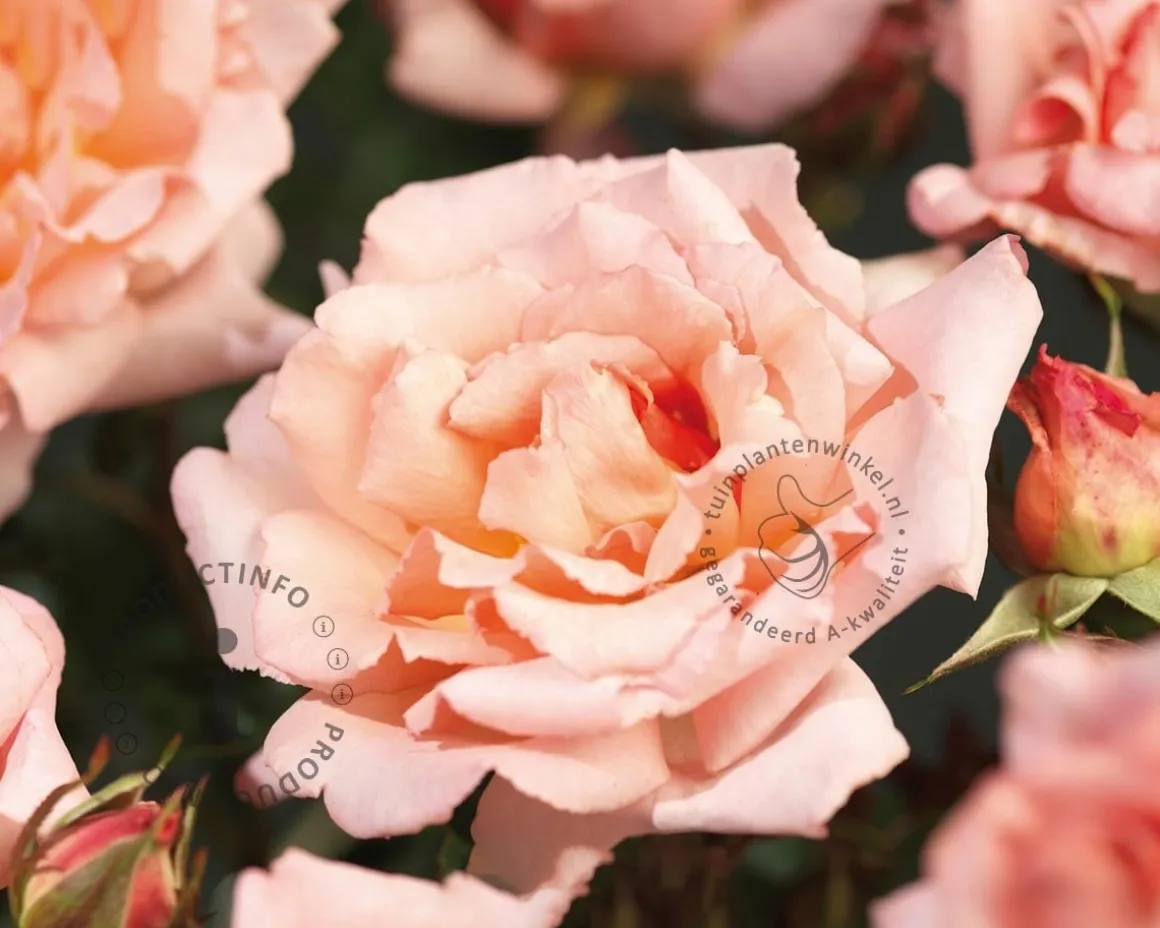 Rosa (klim) 'Compassion'