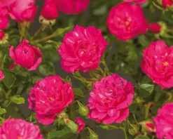 Rosa 'Knirps'