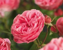 Rosa 'Leonardo da Vinci'