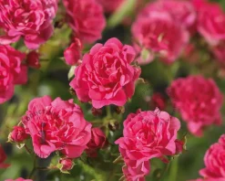 Rosa 'Lovely Fairy'