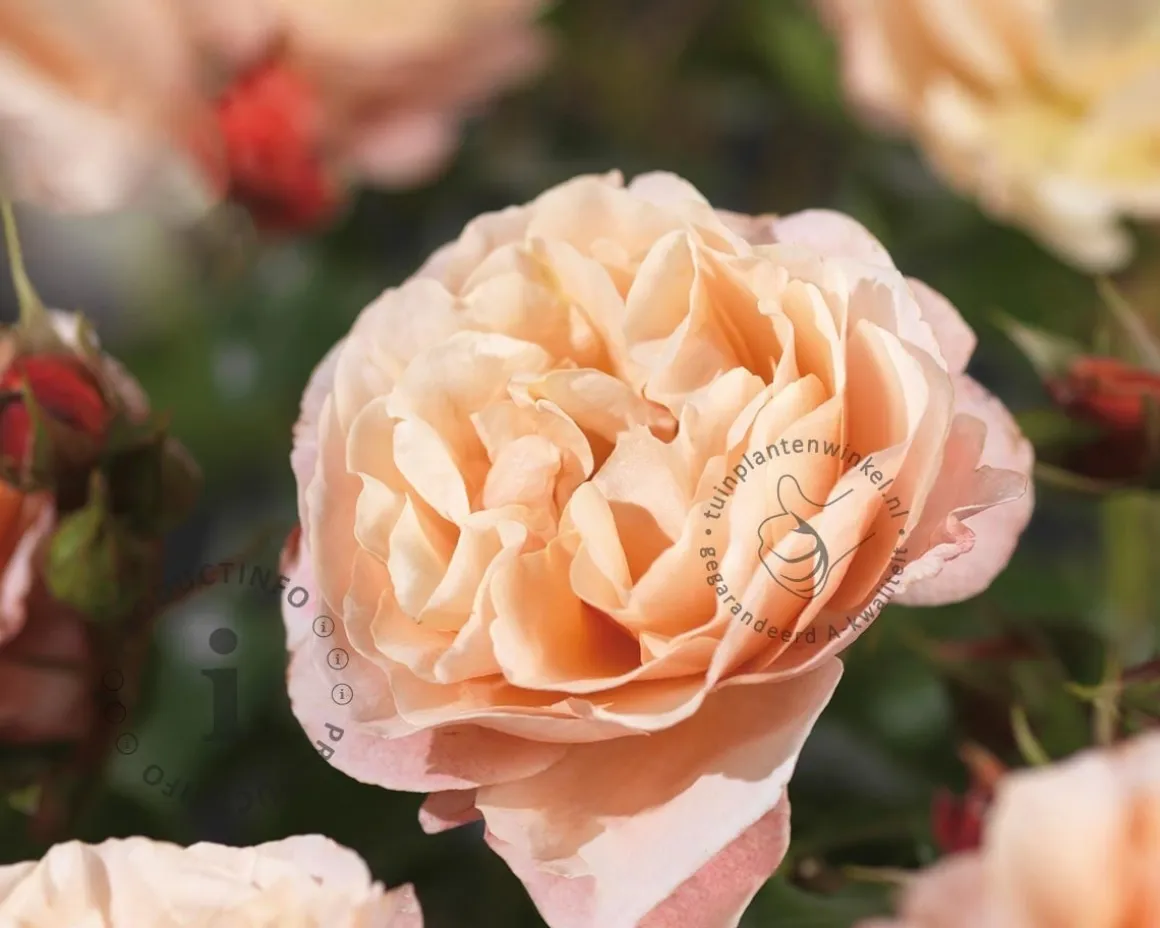 Rosa 'Marie Curie'