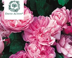 Rosa 'Mary Rose'