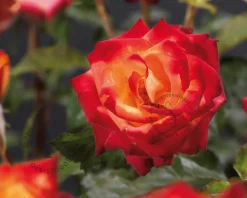 Rosa 'Mein München'