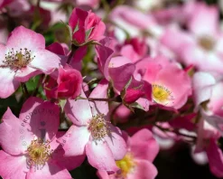Rosa 'Mel Bee'