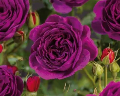 Rosa 'Minerva'
