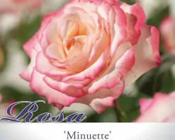 Rosa 'Minuette'