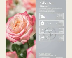 Rosa 'Minuette'