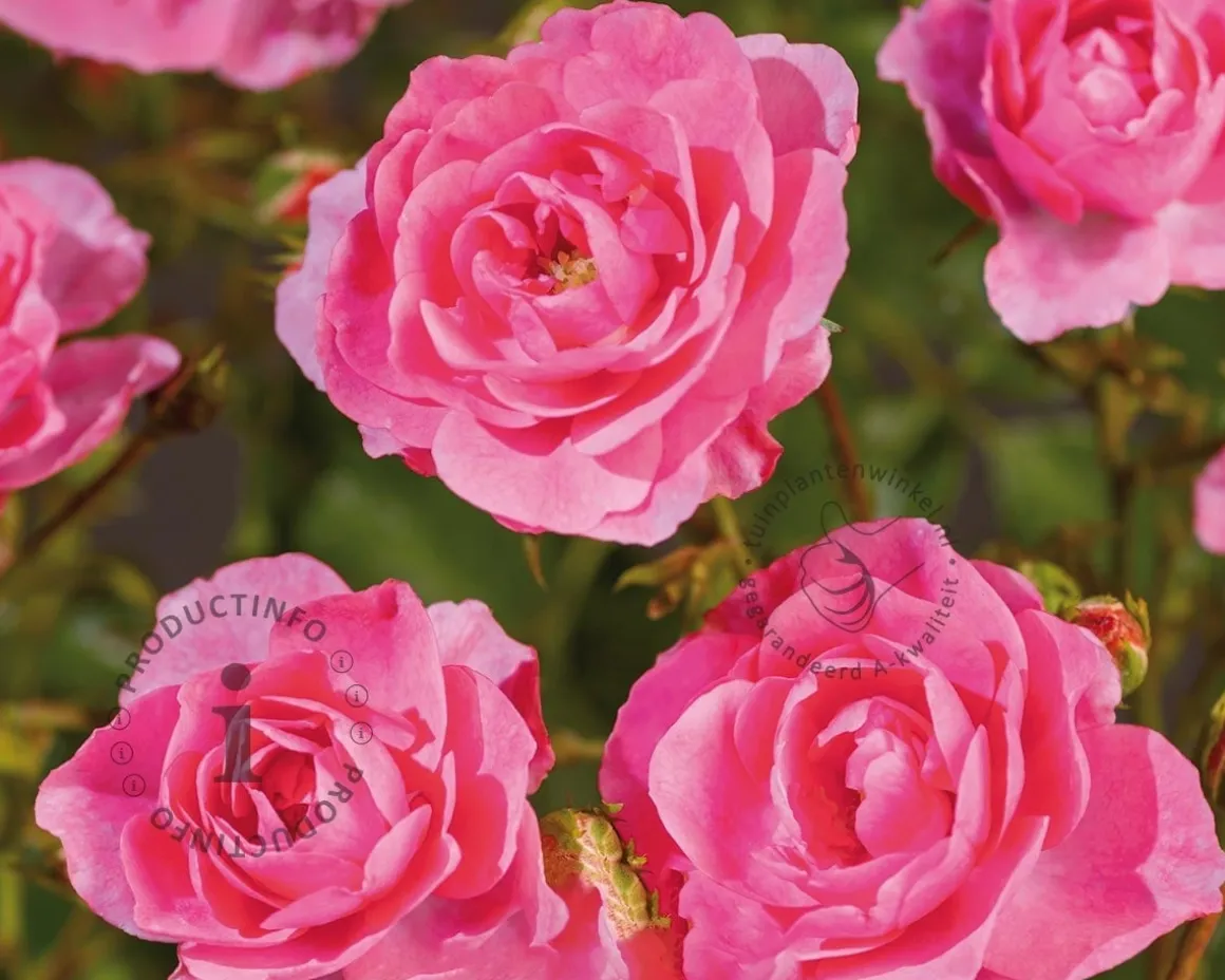Rosa 'Mirato'
