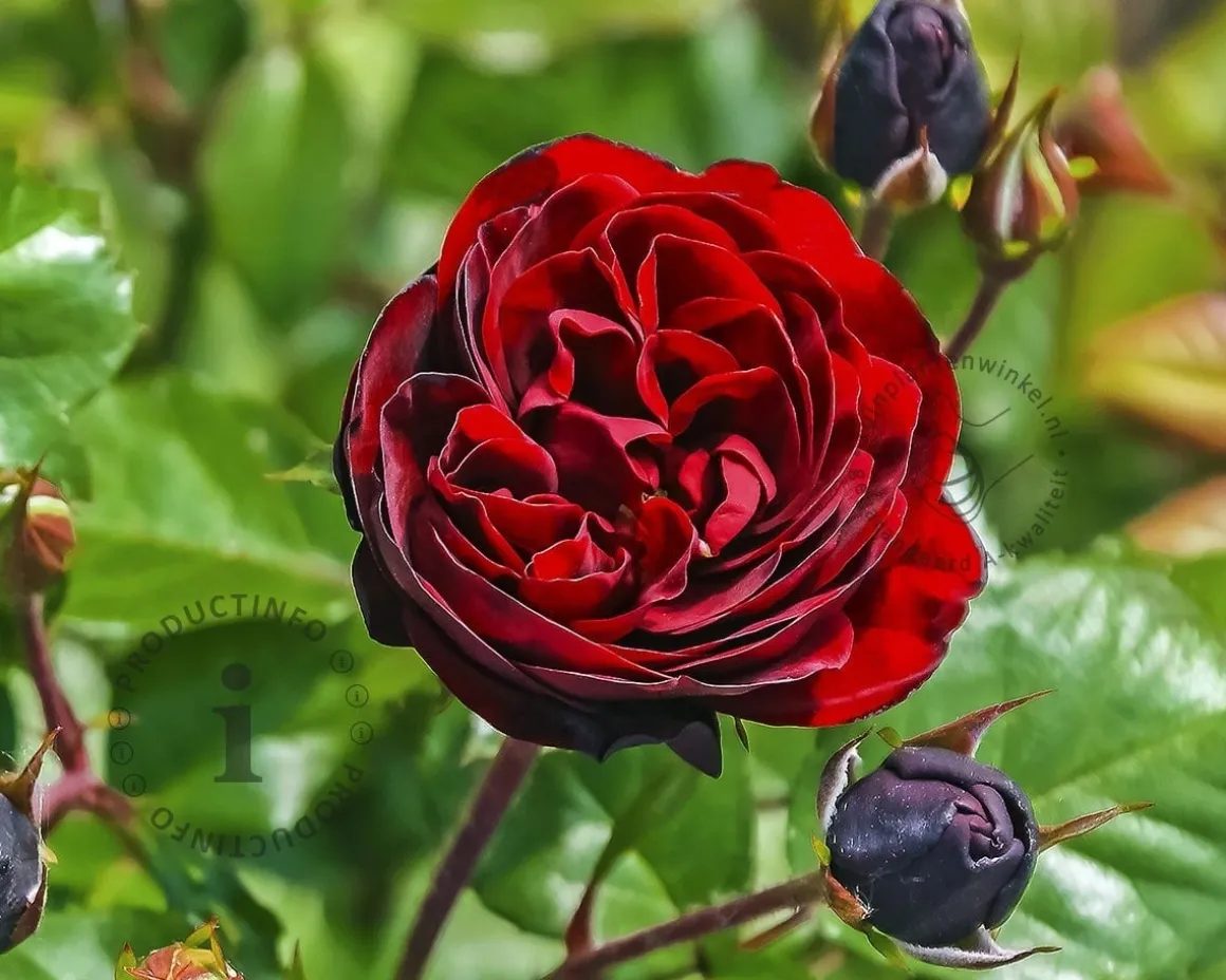 Rosa 'Nadia' (Renaissance)