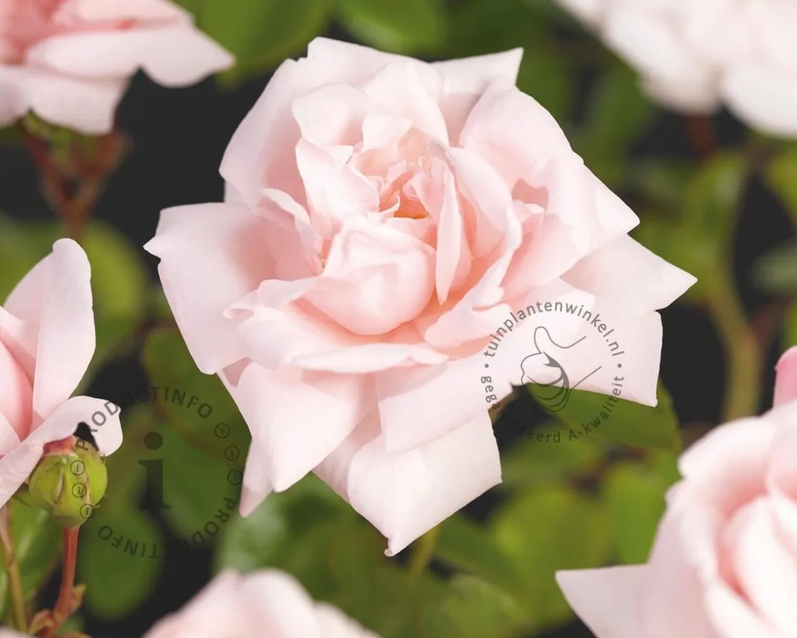 Rosa 'New Dawn'