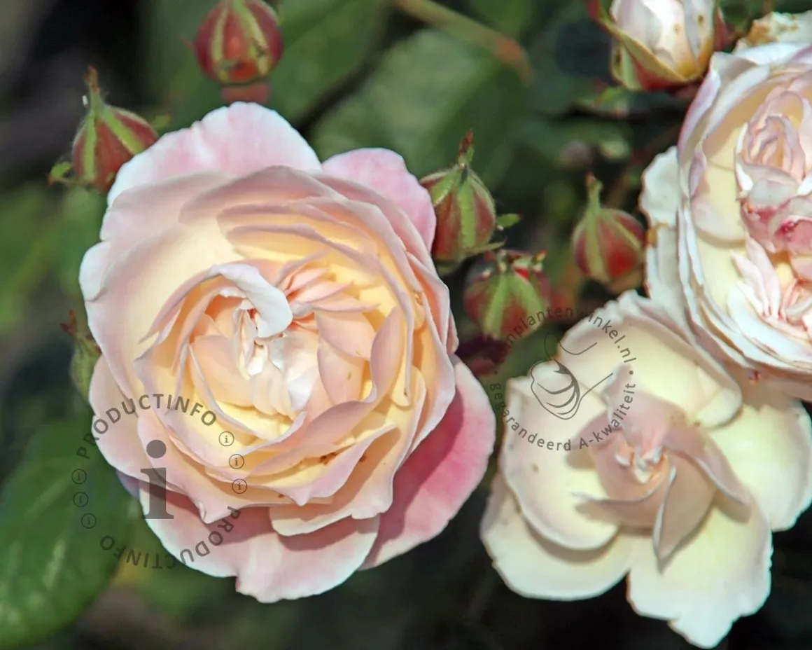 Rosa 'New Dreams'