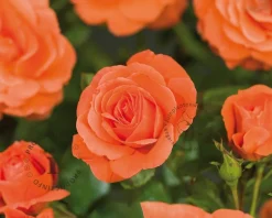Rosa 'Newsflash'